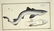 Marcus Elieser Bloch. 6 Ichthyology Plates. c.1780 - 3