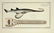 Marcus Elieser Bloch. 6 Ichthyology Plates. c.1780 - 4