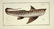 Marcus Elieser Bloch. 6 Ichthyology Plates. c.1780 - 6