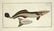 Marcus Elieser Bloch. 6 Ichthyology Plates. c.1780 - 2