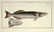 Marcus Elieser Bloch. 6 Ichthyology Plates. c.1780 - 3