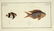 Marcus Elieser Bloch. 6 Ichthyology Plates. c.1780 - 4