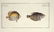 Marcus Elieser Bloch. 6 Ichthyology Plates. c.1780 - 5