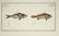 Marcus Elieser Bloch. 6 Ichthyology Plates. c.1780 - 6