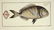 Marcus Elieser Bloch. 6 Ichthyology Plates. c.1780