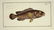 Marcus Elieser Bloch. 6 Ichthyology Plates. c.1780 - 2