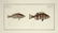 Marcus Elieser Bloch. 6 Ichthyology Plates. c.1780 - 3