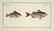 Marcus Elieser Bloch. 6 Ichthyology Plates. c.1780 - 4