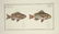 Marcus Elieser Bloch. 6 Ichthyology Plates. c.1780 - 5