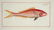 Marcus Elieser Bloch. 6 Ichthyology Plates. c.1780 - 6