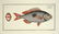 Marcus Elieser Bloch. 6 Ichthyology Plates. c.1780