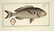 Marcus Elieser Bloch. 6 Ichthyology Plates. c.1780 - 3