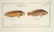 Marcus Elieser Bloch. 6 Ichthyology Plates. c.1780 - 4