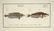 Marcus Elieser Bloch. 6 Ichthyology Plates. c.1780 - 5