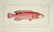 Marcus Elieser Bloch. 6 Ichthyology Plates. c.1780 - 6