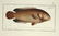Marcus Elieser Bloch. 6 Ichthyology Plates. c.1780