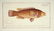 Marcus Elieser Bloch. 6 Ichthyology Plates. c.1780 - 2