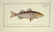 Marcus Elieser Bloch. 6 Ichthyology Plates. c.1780 - 3