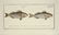 Marcus Elieser Bloch. 6 Ichthyology Plates. c.1780 - 4