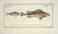 Marcus Elieser Bloch. 6 Ichthyology Plates. c.1780 - 5