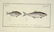 Marcus Elieser Bloch. 6 Ichthyology Plates. c.1780 - 6