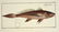 Marcus Elieser Bloch. 6 Ichthyology Plates. c.1780