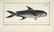 Marcus Elieser Bloch. 6 Ichthyology Plates. c.1780 - 2
