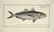 Marcus Elieser Bloch. 6 Ichthyology Plates. c.1780 - 3