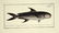 Marcus Elieser Bloch. 6 Ichthyology Plates. c.1780 - 4