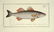 Marcus Elieser Bloch. 6 Ichthyology Plates. c.1780 - 5