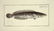 Marcus Elieser Bloch. 6 Ichthyology Plates. c.1780 - 6