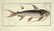 Marcus Elieser Bloch. 6 Ichthyology Plates. c.1780