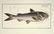 Marcus Elieser Bloch. 6 Ichthyology Plates. c.1780 - 2