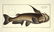 Marcus Elieser Bloch. 6 Ichthyology Plates. c.1780 - 3