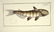 Marcus Elieser Bloch. 6 Ichthyology Plates. c.1780 - 4