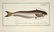 Marcus Elieser Bloch. 6 Ichthyology Plates. c.1780 - 5