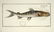 Marcus Elieser Bloch. 6 Ichthyology Plates. c.1780 - 6