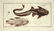 Marcus Elieser Bloch. 6 Ichthyology Plates. c.1780