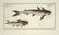 Marcus Elieser Bloch. 6 Ichthyology Plates. c.1780 - 3