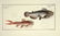 Marcus Elieser Bloch. 6 Ichthyology Plates. c.1780 - 4