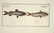 Marcus Elieser Bloch. 6 Ichthyology Plates. c.1780 - 5