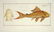 Marcus Elieser Bloch. 6 Ichthyology Plates. c.1780 - 6