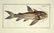 Marcus Elieser Bloch. 6 Ichthyology Plates. c.1780