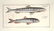 Marcus Elieser Bloch. 6 Ichthyology Plates. c.1780 - 2