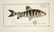 Marcus Elieser Bloch. 6 Ichthyology Plates. c.1780 - 4
