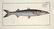 Marcus Elieser Bloch. 6 Ichthyology Plates. c.1780 - 5