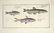 Marcus Elieser Bloch. 6 Ichthyology Plates. c.1780 - 6