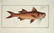 Marcus Elieser Bloch. 6 Ichthyology Plates. c.1780
