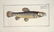 Marcus Elieser Bloch. 6 Ichthyology Plates. c.1780 - 2