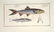Marcus Elieser Bloch. 6 Ichthyology Plates. c.1780 - 3